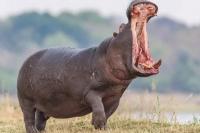 Pelempar Botol Plastik ke Mulut Kuda Nil Terancam Pidana Penjara