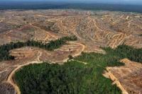 Studi Ungkap Manusia Hancurkan Dua pertiga Hutan Hujan Tropis di Dunia