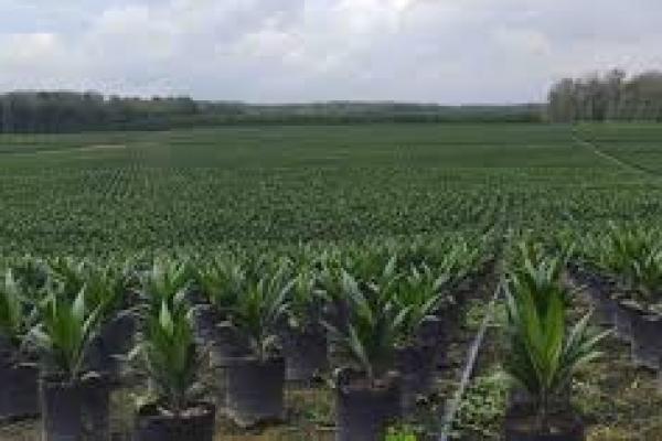 Pemerintah Target Peremajaan Sawit 180.000 Hektar Tahun Ini