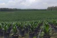 Pemerintah Target Peremajaan Sawit 180.000 Hektar Tahun Ini