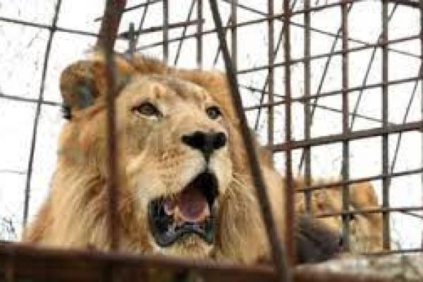 Punya 5 Anak Dalam Satu Tahun,  Thor Terpaksa Divasektomi