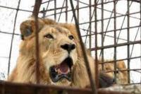 Punya 5 Anak Dalam Satu Tahun,  Thor Terpaksa Divasektomi