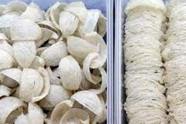 Mentan Dorong Perluasan Ekspor Sarang Walet ke Amerika dan Eropa