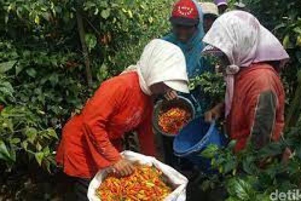 Guru Besar IPB: Pasokan Cabai Terganggu Faktor Musim dan Virus Gemini 