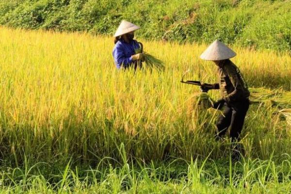  Fix, DPR-Pemerintah Percepat Lembaga Pangan Nasional