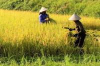  Fix, DPR-Pemerintah Percepat Lembaga Pangan Nasional