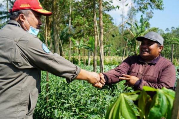 Jelang Ramadhan, Kementan Pantau Langsung Kondisi Riil Pertanaman Cabai di Garut