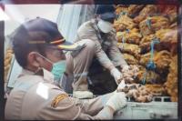 Kementan Musnahkan 108 Jahe Impor yang Berasal dari Myanmar dan Vietnam