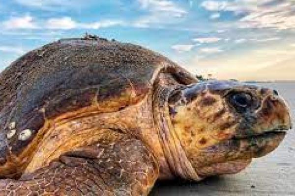 Penyu Langka Masuk dalam Daftar Terancam Punah oleh Serikat Konservasi Alam Internasional