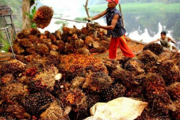 Pekerja Perempuan di Sektor Kelapa Sawit Perlu Payung Hukum