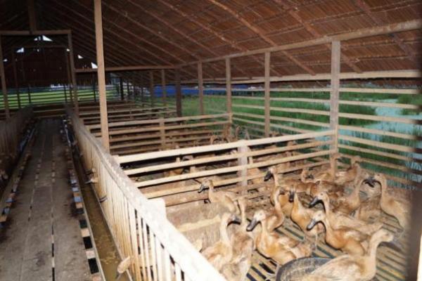 Kementan: Pengembangan Itik di Kawasan Food Estate Berjalan Positif