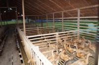 Kementan: Pengembangan Itik di Kawasan Food Estate Berjalan Positif