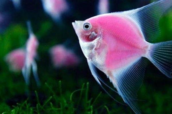 Catat, Ekspor Ikan Hias RI Akan Jadi Nomor Satu Dunia