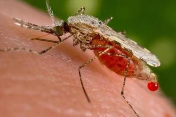 WHO Luncurkan Inisiatif Berantasan Malaria di 25 Negara Pada 2025