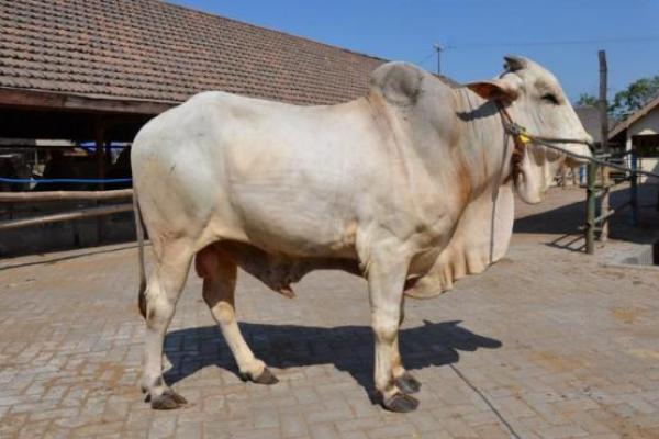 Pembiayaan Usaha Penggemukan Sapi Potong di Indonesia Dinilai Sangat Penting