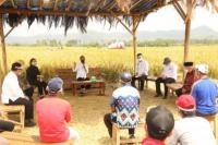 Jokowi Tinjau Panen Raya Padi di Kabupaten Malang