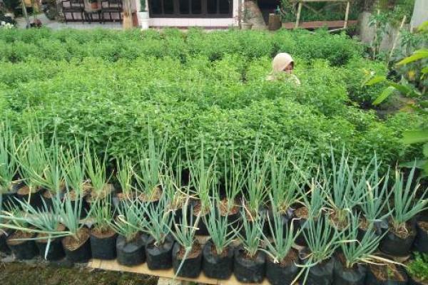 Tiga Hal Ini Hambat Masuknya Investasi Pertanian