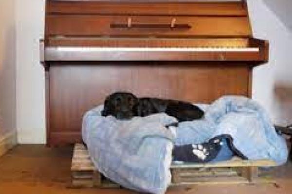 Sejumlah Perempuan Kairo Membuat Tempat Tidur untuk Anjing Penampungan