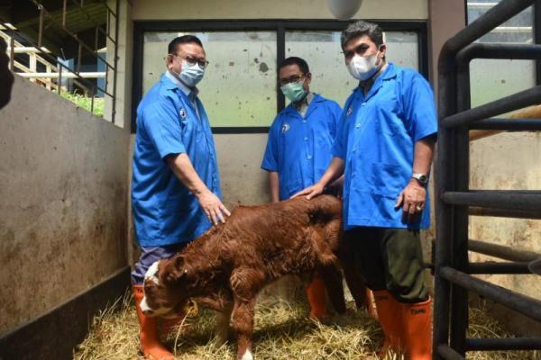 Kementan Harap Jokowi Keluarkan Kebijakan Agar Swasta Dukung Integrasi Sawit Sapi