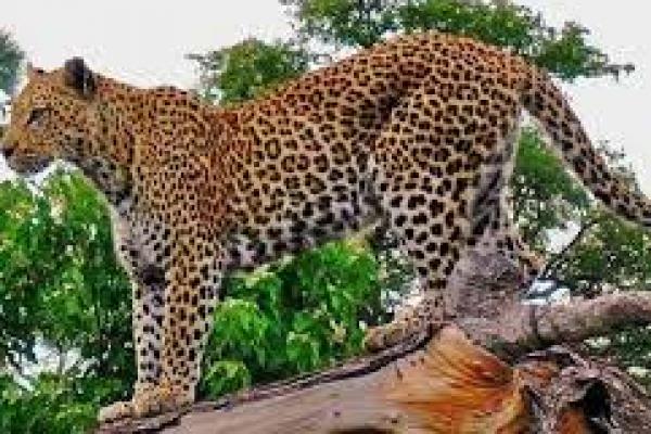 3 Macan Tutul Berkeliaran di China Timur Setelah Kabur dari Bonbin