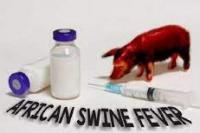 Filipina Umumkan Bencana Nasional Demam Babi Afrika