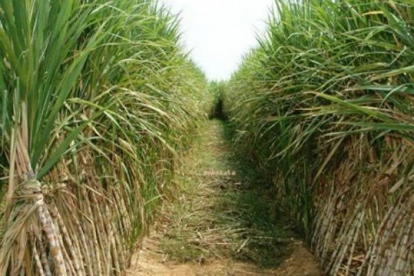 Indonesia Kembali akan Komersialkan Produk Biotek