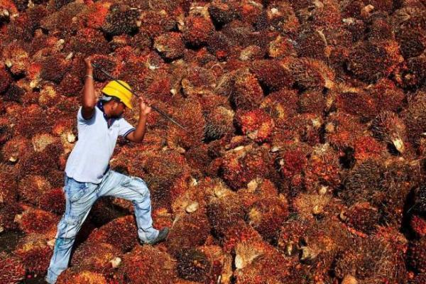 Wamendag Pertanyakan Inkonsistensi Uni Eropa terhadap Sawit RI