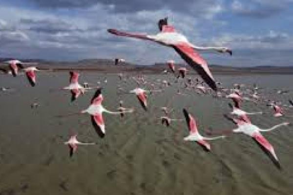 Perkiraan Terbaru Populasi Burung di Bumi: 50 Miliar Ekor