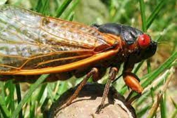Triliunan Jangkrik Brood X Keluar di Beberapa Wilayah AS
