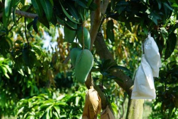 Dorong Kualitas Buah Lokal, Kementan Bentuk Kampung Buah