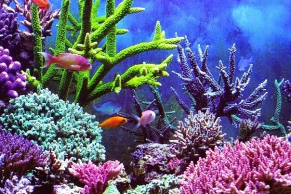 KKP Dirikan Pusat Stok Terumbu Karang di Konawe