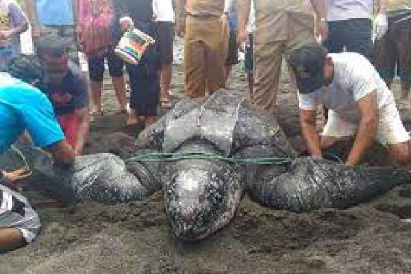 Warga Minahasa Selamatkan Penyu Raksasa