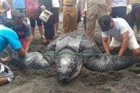 Warga Minahasa Selamatkan Penyu Raksasa