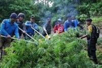 Dua Hektare Ladang Ganja di Aceh Dimusnahkan BNN