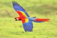 Hobi Baru di Masa Pandemi, Warga Saudi Latih dan Terbangkan Burung Kakak Tua