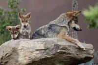 Serigala Terancam Punah Lahir di Kebun Binatang Meksiko