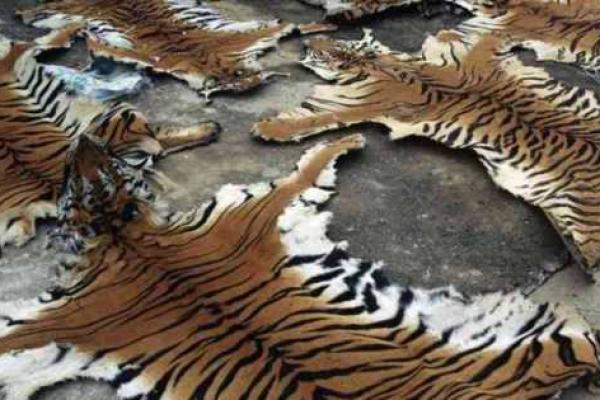 KLHK Tangkap Pedagang Kulit dan Organ Harimau di Bengkulu