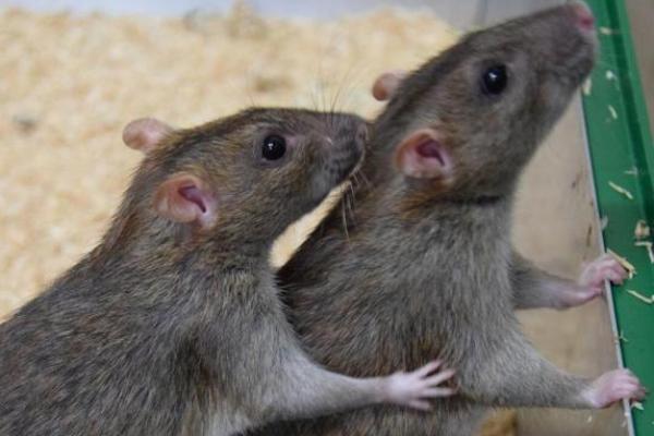 Ratusan Narapidana di Australia Dievakuasi Akibat Wabah Tikus
