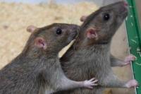 Ratusan Narapidana di Australia Dievakuasi Akibat Wabah Tikus