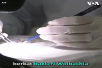 Harapan Baru Teknologi Wolbachia Tekan Kasus DBD Hingga 77 %