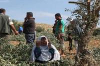 Pemukim Ilegal Israel Tebang Pohon Zaitun dan Bakar Lahan Pertanian di Tepi Barat