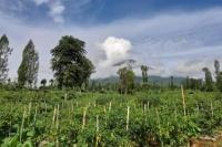 Prihasto: Varietas Baru, Dinas Bantu Daftar ke Balai Penelitian Sertifikasi Benih