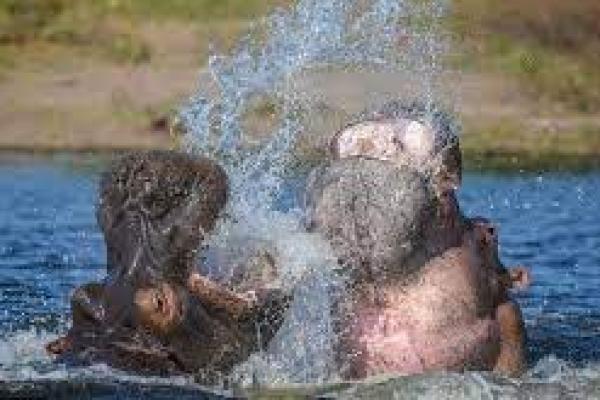 Serangan Kuda Nil Tewaskan 27 Orang di Uganda Dalam 2 Bulan Terakhir