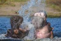 Serangan Kuda Nil Tewaskan 27 Orang di Uganda Dalam 2 Bulan Terakhir