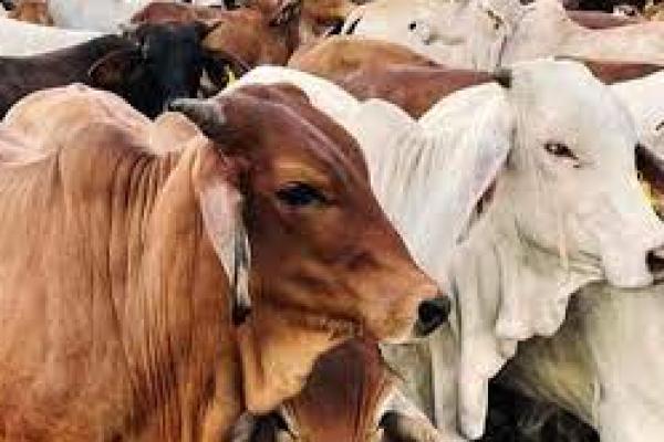 Jualan Hewan Kurban Dengan Online