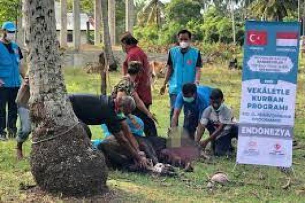 Masyarakat Turki Sumbang 50 Ekor Sapi Kurban di Aceh Besar