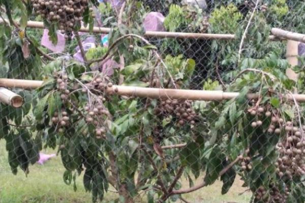 Perhorti Dukung Kampung Lengkeng Demi Tekan Impor