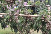 Perhorti Dukung Kampung Lengkeng Demi Tekan Impor