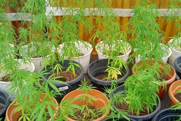 Maroko Mulai Legalkan Ganja untuk Keperluan Medis dan Industri