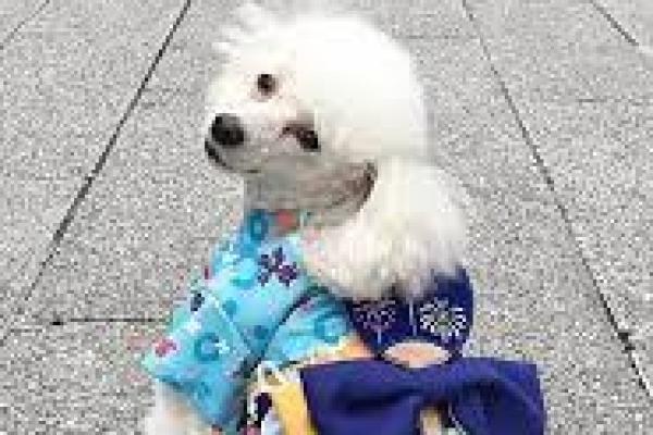 Kimono Untuk Hewan Peliharaan AndalanToko Aksesori Hewan Selama Olimpiade 